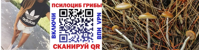 Купить закладки  Алексеевка  Галлюциногенные грибы Magic Shrooms 